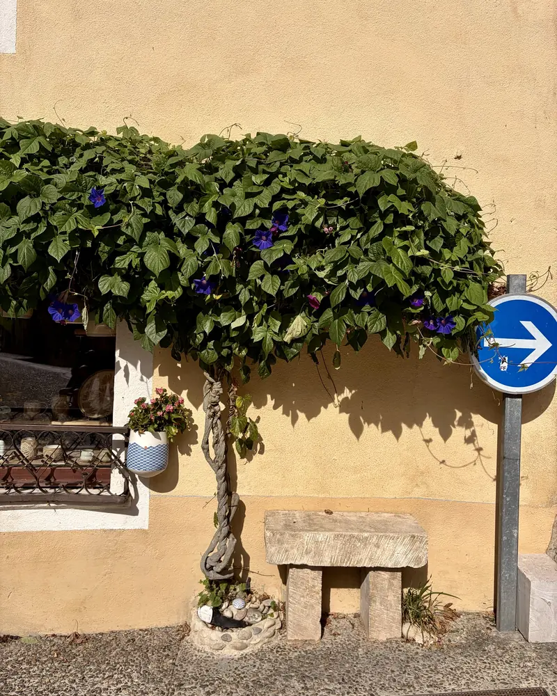 A vine with blue-purple flowers trained like a small tree over a pale yellow wall, with a stone bench and a window of pottery beside it, in Saint-Quentin-la-Poterie