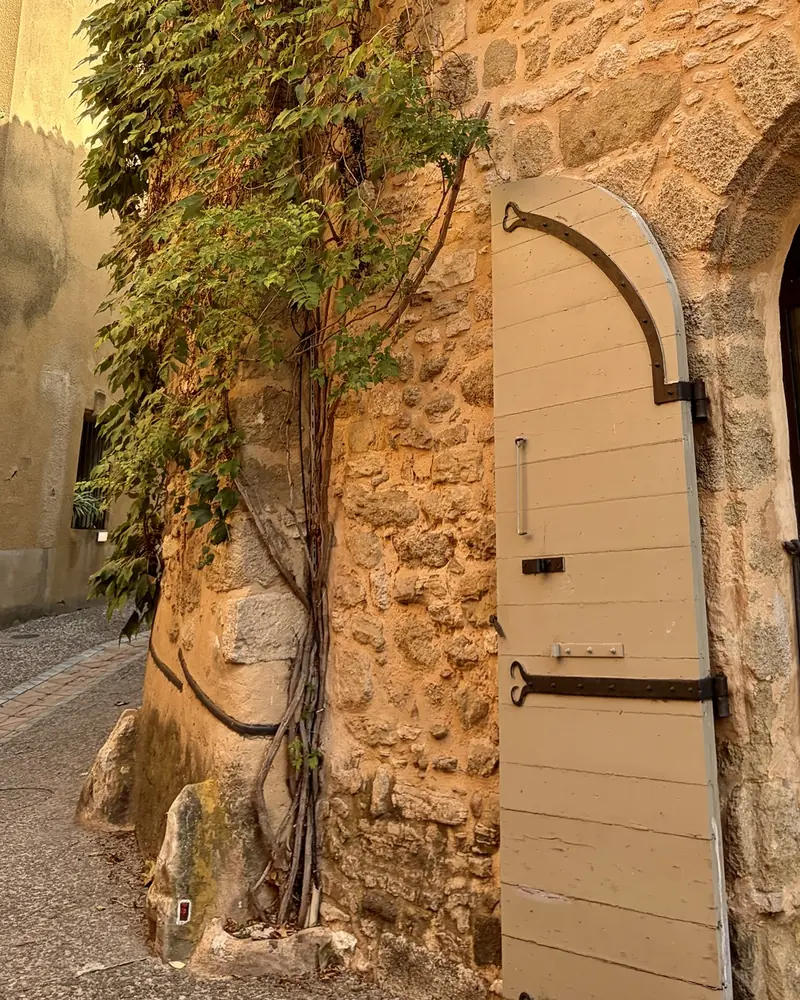 A leafy climbing vine rising up a golden stone wall beside a tall pale wooden door with iron hinges, in a village lane