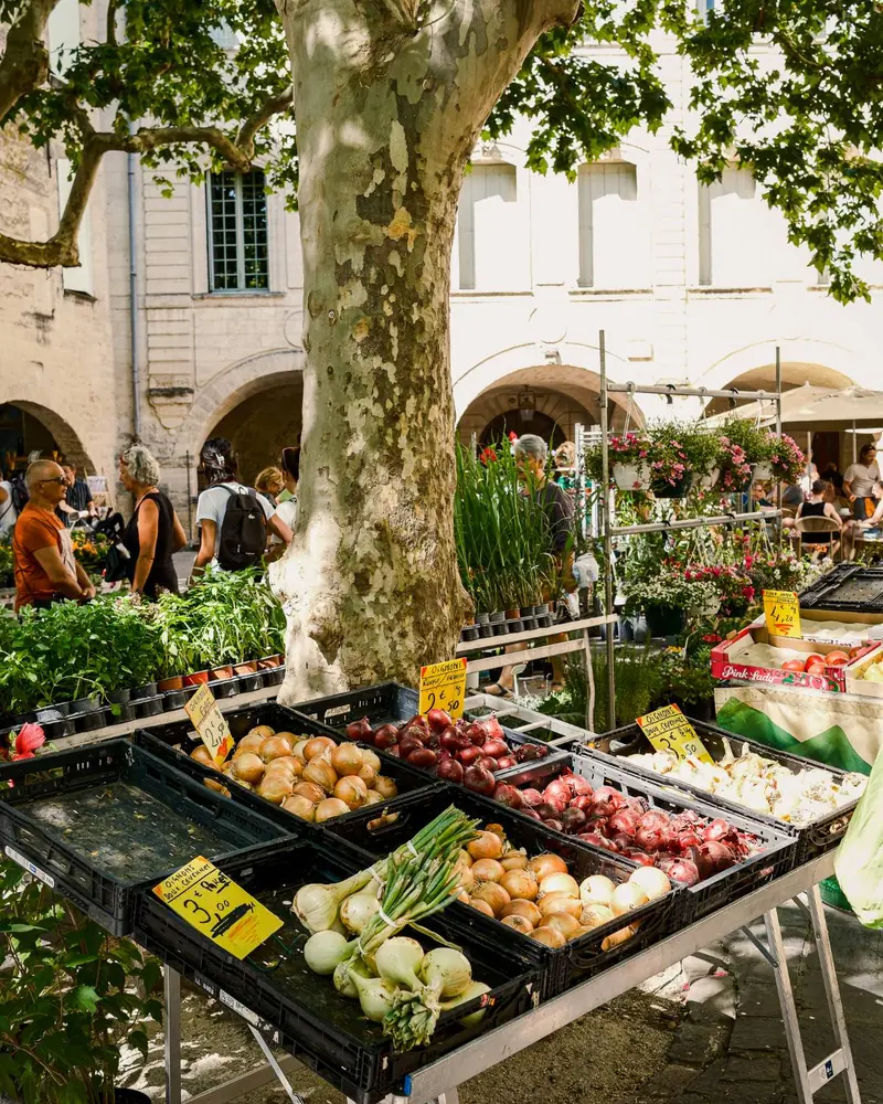 Crates of onions on a market stall, with plant stalls and a plane tree on a square with stone arcades